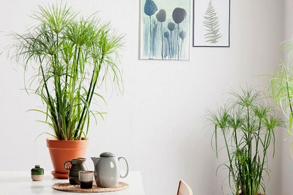 آیا نخل مرداب سرطان زا است